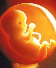 webassets/Fetus-in-Womb.jpg